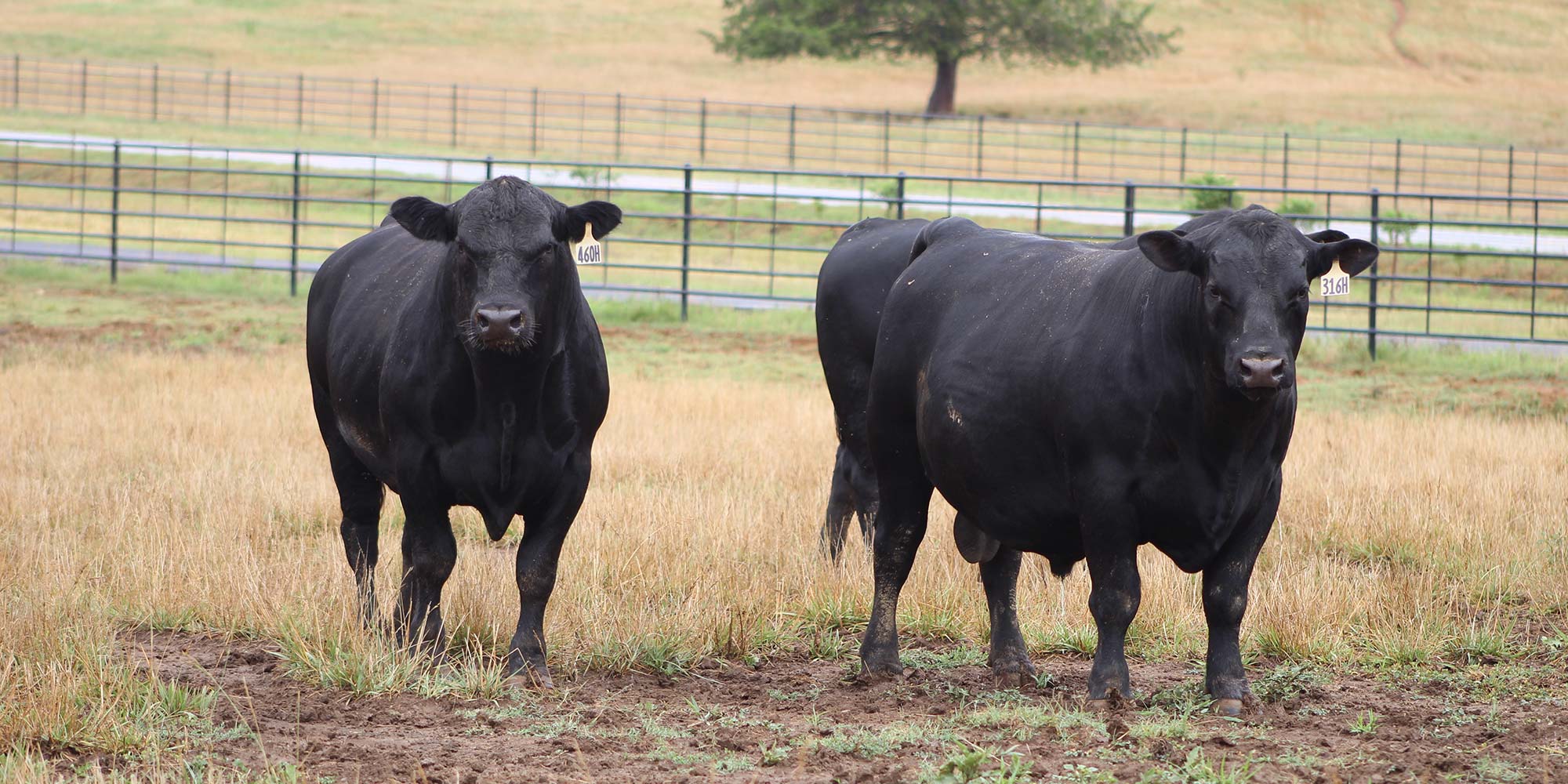 Barnett Angus Ranches Since 1947 | Washington, GA