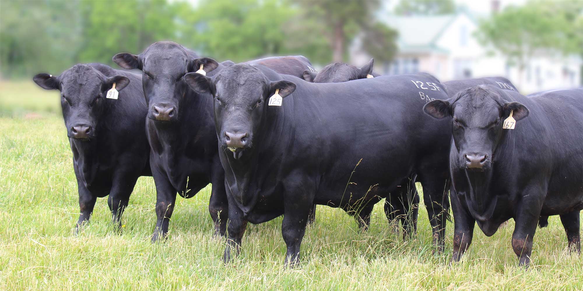 Barnett Angus Ranches Since 1947 | Washington, GA